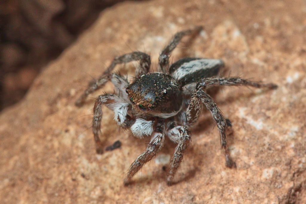 Aelurillus cf. schembrii - Malta